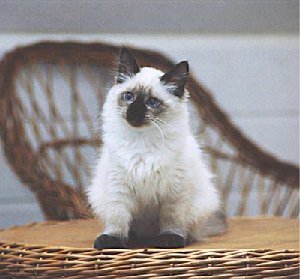 Neva Masquarade - seal-point - Newskaja Snowidnie's Alessa 