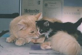 Worldchampion Andrasch vom Baikalsee - cream-tabby mit Kitten