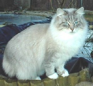 Neva Masquarade - blue-tabby-point/white - Gro&szlig;er Europachampion Banni Dobraja Skaska  - Besitzer: Breitsprecher