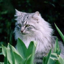 Bastijan von der Taimyr - black-silver-tabby-mc.