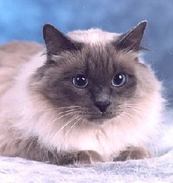 Neva Masquarade - blue-point - Gro&szlig;er Europachampion und Premior Bellamy - Besitzer: Oellers