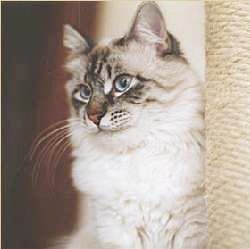 Neva Masquarade - seal-tabby-point - Champion Newskaja Snowidnie's Bushido