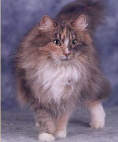 Fee Katinka von Mufasa - blue-torbie-mc./white