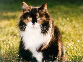 Hannah vom Schlo&szlig;pavillon - black-tortie/white