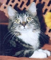 Ivanka von Mufasa - black-tabby-classic/white