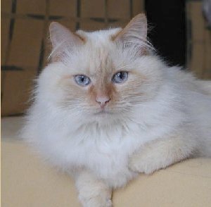 Neva Masquarade - red-point - Gro&szlig;er Europachampion Simalija - Besitzer: Oellers